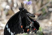 Orchard Swallowtail (Papilio aegeus)